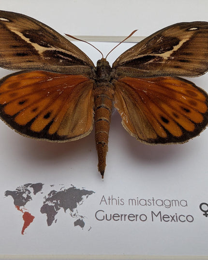 Framed Athis Miastagma Moth, Rare Taxidermy Insect Wall Art (8x8)