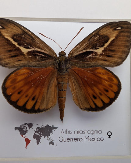 Framed Athis Miastagma Moth, Rare Taxidermy Insect Wall Art (8x8)