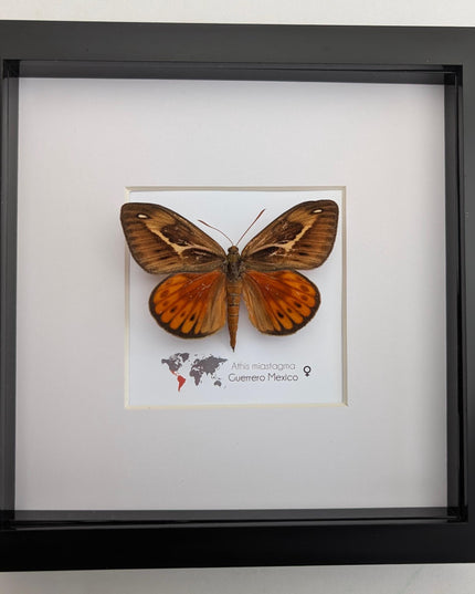 Framed Athis Miastagma Moth, Rare Taxidermy Insect Wall Art (8x8)