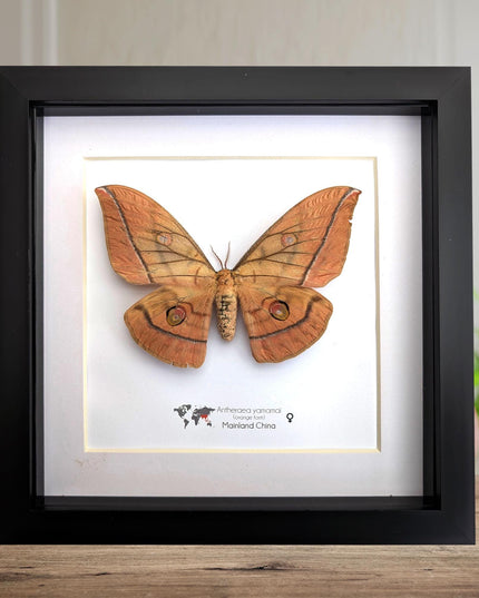 Framed Japanese Silk Moth Taxidermy, Entomology Display