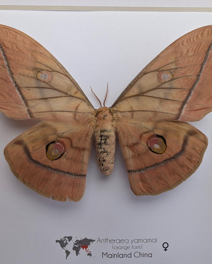 Framed Japanese Silk Moth Taxidermy, Entomology Display