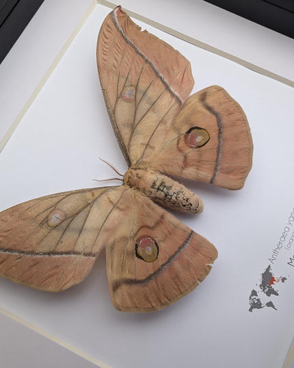 Framed Japanese Silk Moth Taxidermy, Entomology Display