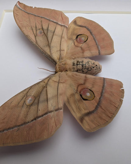 Framed Japanese Silk Moth Taxidermy, Entomology Display