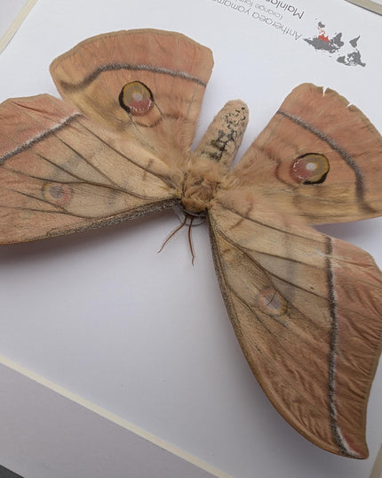 Framed Japanese Silk Moth Taxidermy, Entomology Display