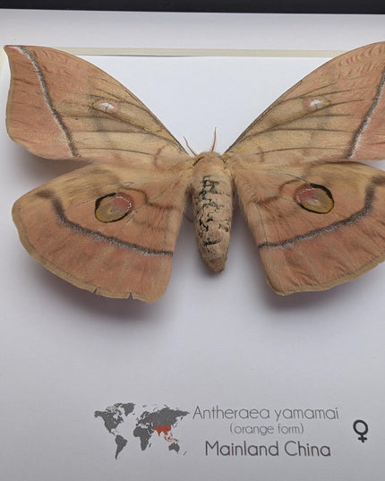 Framed Japanese Silk Moth Taxidermy, Entomology Display