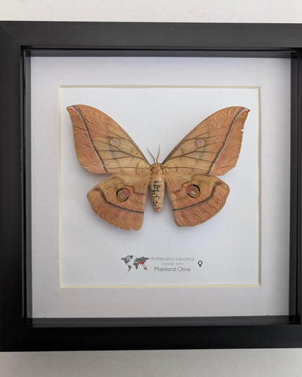 Framed Japanese Silk Moth Taxidermy, Entomology Display