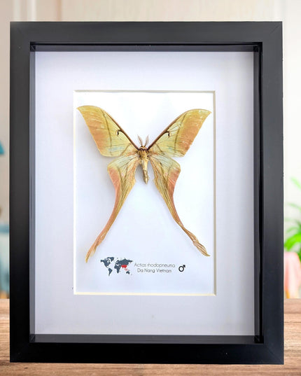 Framed pink spirit moth taxidermy: actias rhodopneuma male (8x10)