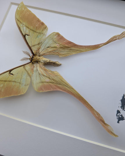 Framed pink spirit moth taxidermy: actias rhodopneuma male (8x10)