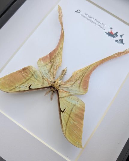 Framed pink spirit moth taxidermy: actias rhodopneuma male (8x10)
