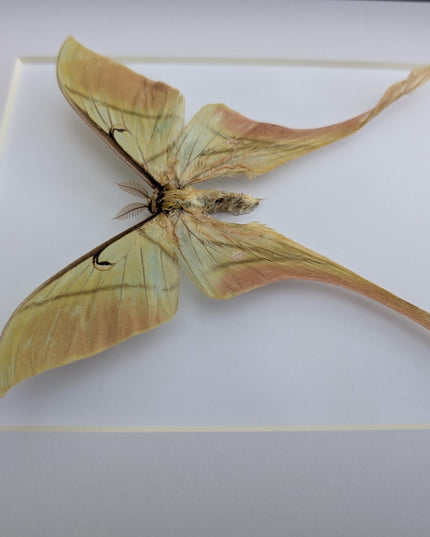 Framed pink spirit moth taxidermy: actias rhodopneuma male (8x10)