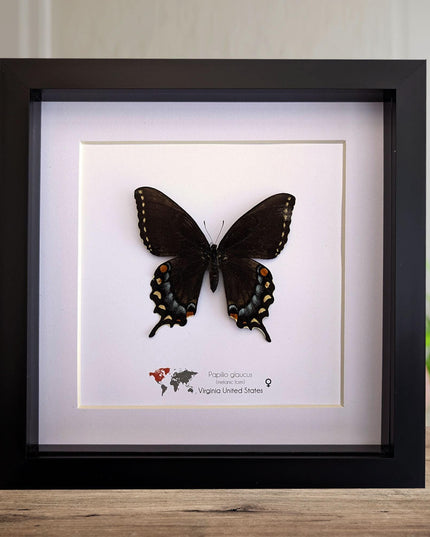 Framed Melanic Eastern Tiger Swallowtail Butterfly Taxidermy, 8x8 Art Decor