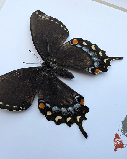 Framed Melanic Eastern Tiger Swallowtail Butterfly Taxidermy, 8x8 Art Decor