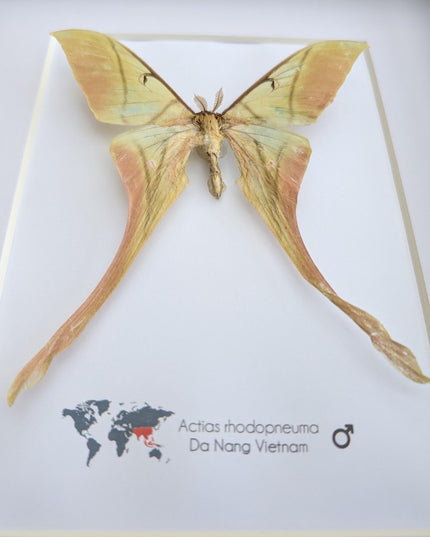 Framed pink spirit moth taxidermy: actias rhodopneuma male (8x10)