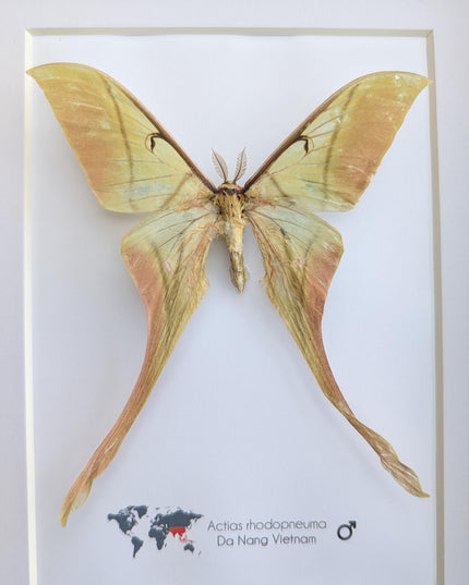 Framed pink spirit moth taxidermy: actias rhodopneuma male (8x10)