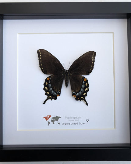Framed Melanic Eastern Tiger Swallowtail Butterfly Taxidermy, 8x8 Art Decor