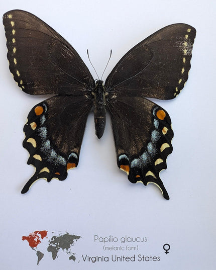 Framed Melanic Eastern Tiger Swallowtail Butterfly Taxidermy, 8x8 Art Decor