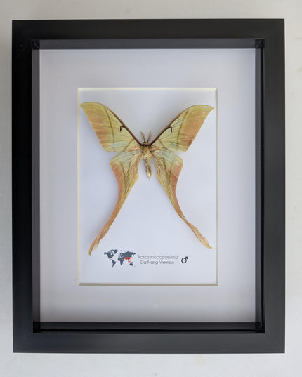 Framed pink spirit moth taxidermy: actias rhodopneuma male (8x10)
