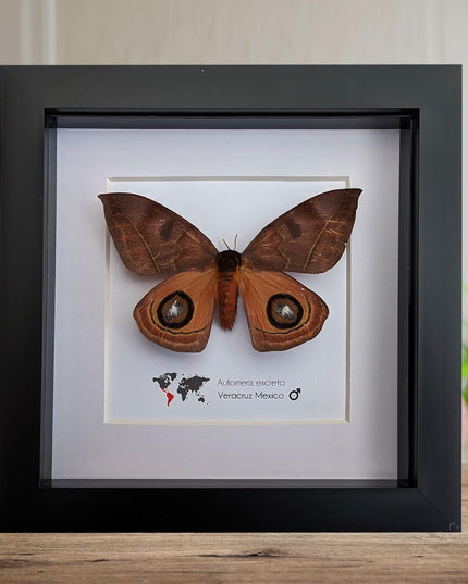 Framed Automeris Excreta Moth, Taxidermy Wall Art