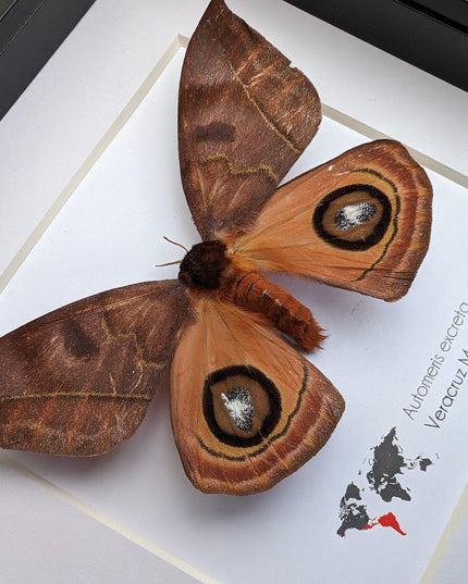 Framed Automeris Excreta Moth, Taxidermy Wall Art