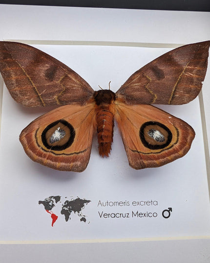 Framed Automeris Excreta Moth, Taxidermy Wall Art