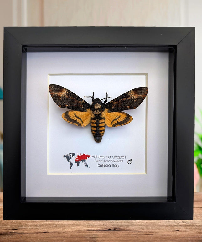 Framed african death's-head hawkmoth: skull pattern moth, 6" frame