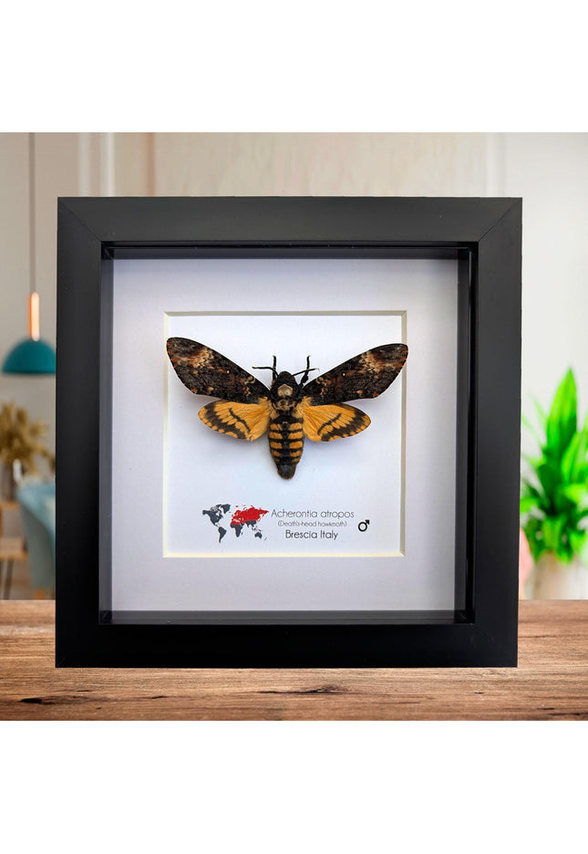Framed african death's-head hawkmoth: skull pattern moth, 6" frame