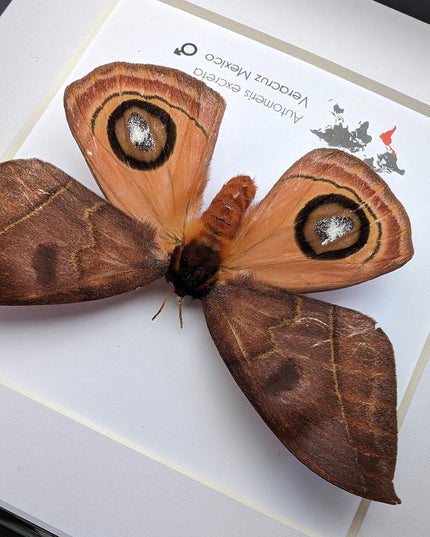 Framed Automeris Excreta Moth, Taxidermy Wall Art