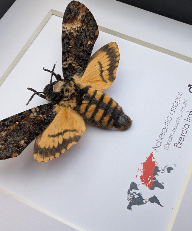 Framed african death's-head hawkmoth: skull pattern moth, 6" frame