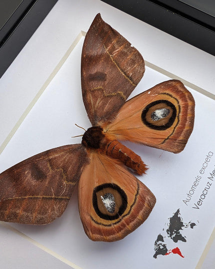 Framed Automeris Excreta Moth, Taxidermy Wall Art