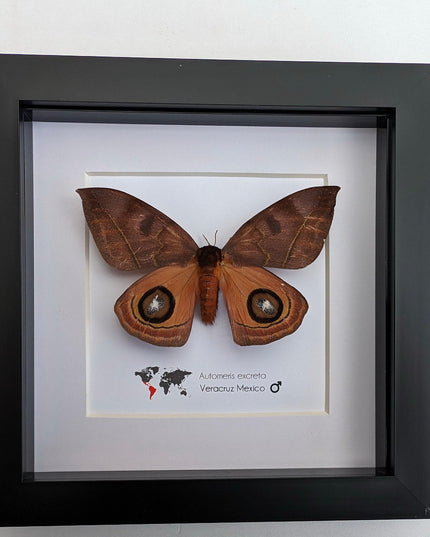 Framed Automeris Excreta Moth, Taxidermy Wall Art