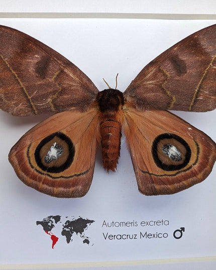 Framed Automeris Excreta Moth, Taxidermy Wall Art