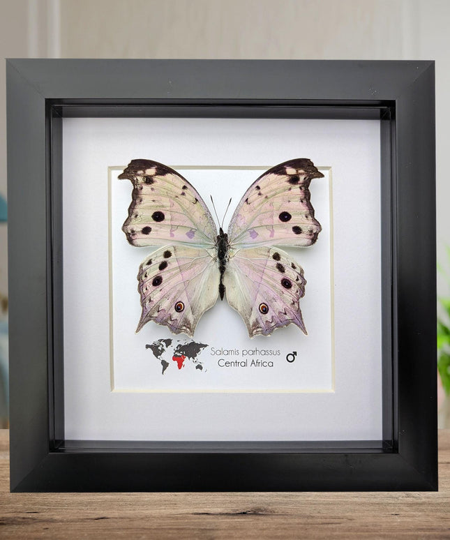 Framed Salamis Butterfly, Central Africa, 6x6"