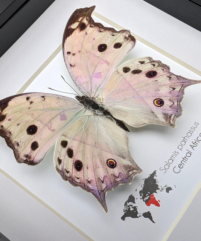 Framed Salamis Butterfly, Central Africa, 6x6"