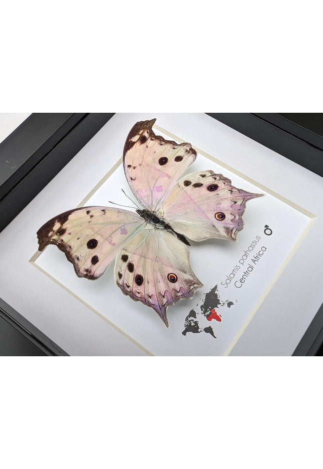 Framed Salamis Butterfly, Central Africa, 6x6"