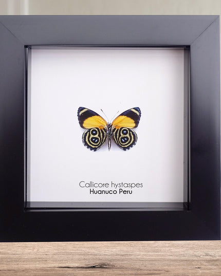 Callicore hystaspes, numberwing butterflies , butterfly from peru, front side, frame 4" x 4"