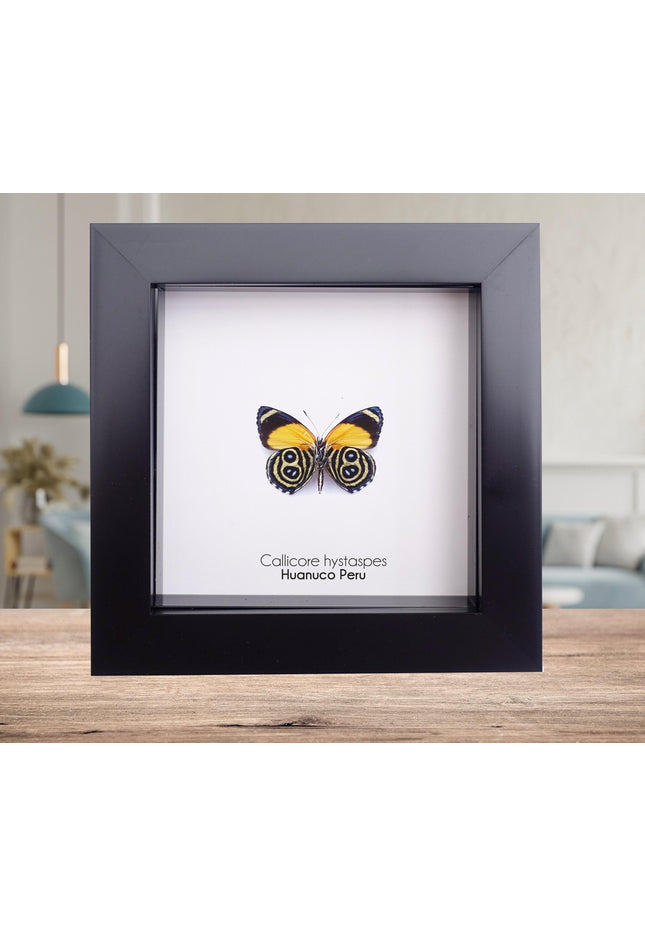 Callicore hystaspes, numberwing butterflies , butterfly from peru, front side, frame 4" x 4"