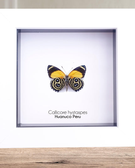 Callicore hystaspes, numberwing butterflies , butterfly from peru, front side, frame 4" x 4"