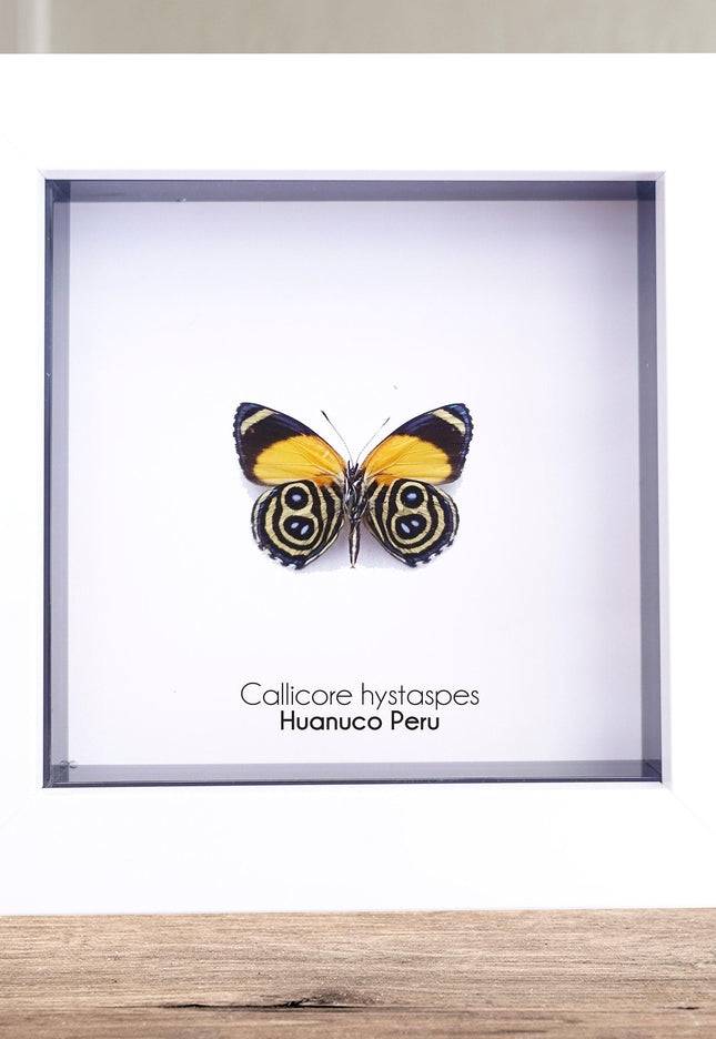 Callicore hystaspes, numberwing butterflies , butterfly from peru, front side, frame 4" x 4"