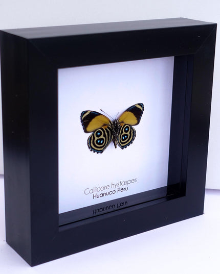 Callicore hystaspes, numberwing butterflies , butterfly from peru, front side, frame 4" x 4"