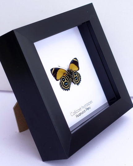 Callicore hystaspes, numberwing butterflies , butterfly from peru, front side, frame 4" x 4"