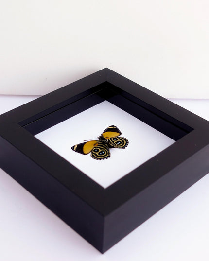 Callicore hystaspes, numberwing butterflies , butterfly from peru, front side, frame 4" x 4"