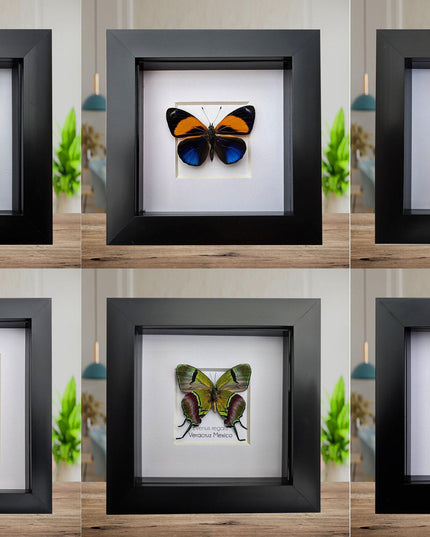 Framed butterfly collection: ethically sourced display - 15% off bundle