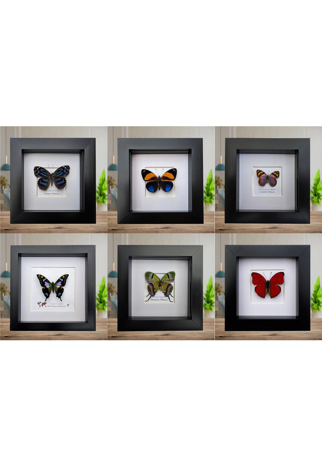Framed butterfly collection: ethically sourced display - 15% off bundle