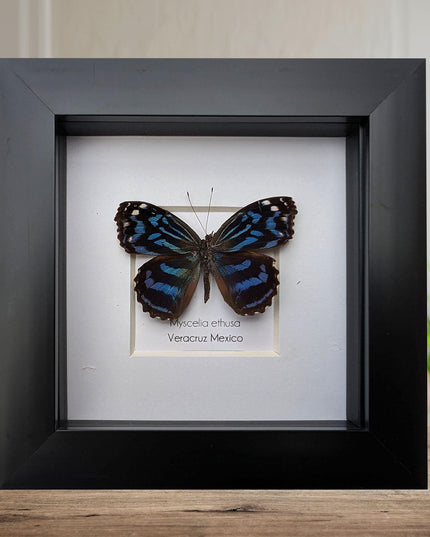Framed butterfly collection: ethically sourced display - 15% off bundle