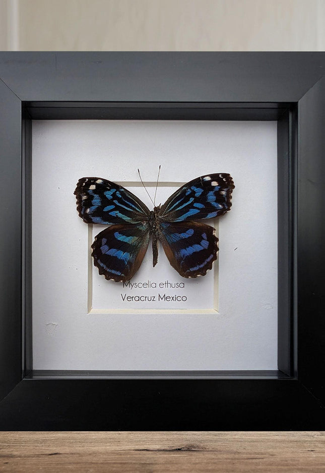 Framed butterfly collection: ethically sourced display - 15% off bundle