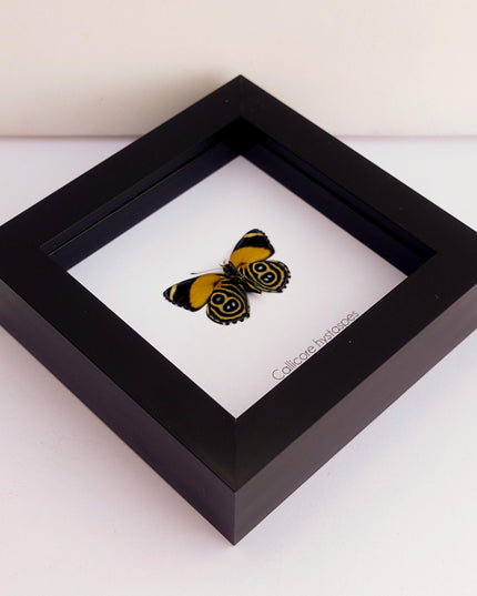 Callicore hystaspes, numberwing butterflies , butterfly from peru, front side, frame 4" x 4"