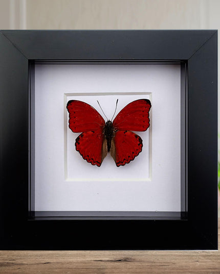 Framed butterfly collection: ethically sourced display - 15% off bundle