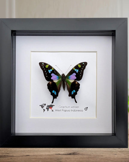 Framed butterfly collection: ethically sourced display - 15% off bundle