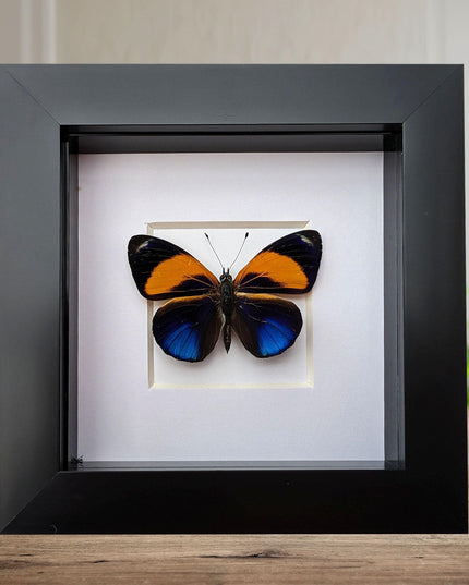Framed butterfly collection: ethically sourced display - 15% off bundle