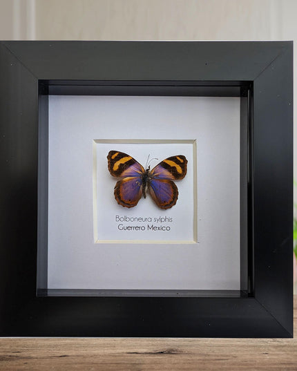Framed butterfly collection: ethically sourced display - 15% off bundle